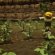 How to Gold farming Runescape?