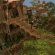 RuneScape free to play